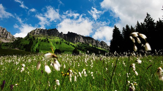 palude